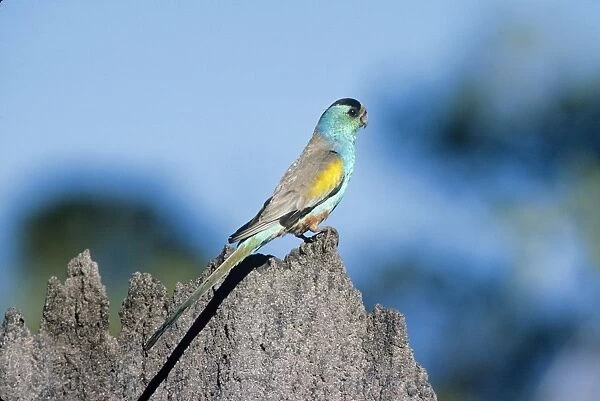 Golden Shouldered Parrot - male, on termite mound