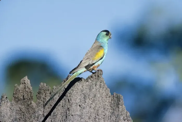 Framed Print : Golden Shouldered Parrot - male, on termite mound Framed Print : Golden Shouldered Parrot - male, on termite mound