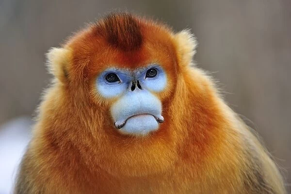 Snub-nosed monkey golden Spellbinding Facts
