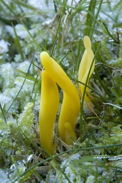 Golden spindles in grassland, after heavy frost. Clavulinopsis fusiformis. New Forest