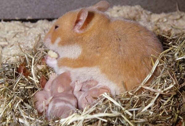 Golden  /  Syrian Hamster - with young