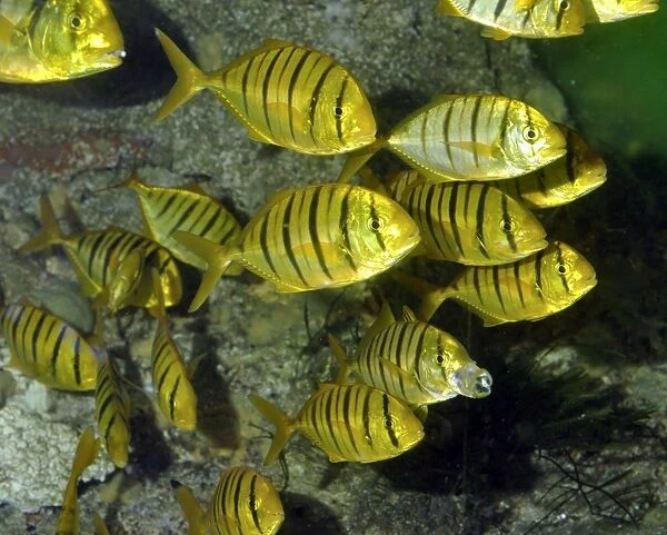 Golden Trevally, tropical coastal reefs and lagoons, circum-global. Shoaling species sometimes used for food
