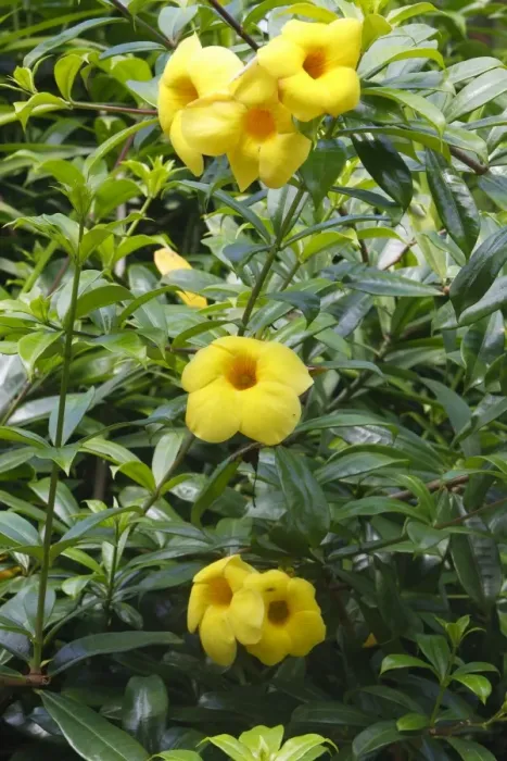 Framed Print : Golden trumpet vine - flower. Bali - Indonesia Framed Print : Golden trumpet vine - flower. Bali - Indonesia