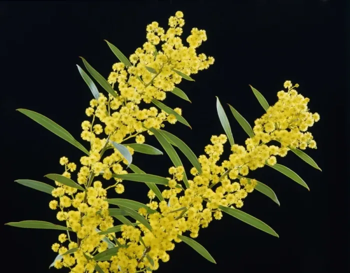 Framed Print : Golden Wattle - Australia's floral emblem, Australia JPF02599 Framed Print : Golden Wattle - Australia's floral emblem, Australia JPF02599
