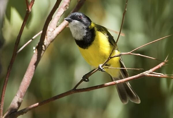 Golden Whistler male At South Nandelup Western Australia. Inhabits forests, woodlands, mallee and coastal vegetation in the east, south and west of Australia