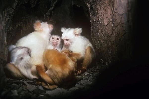 Golden-white Tassel-ear Marmoset - family group in tree nest at night. Amazonas, Brazil