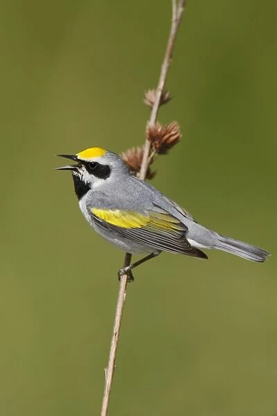 Golden-winged Warbler Connecticut, USA