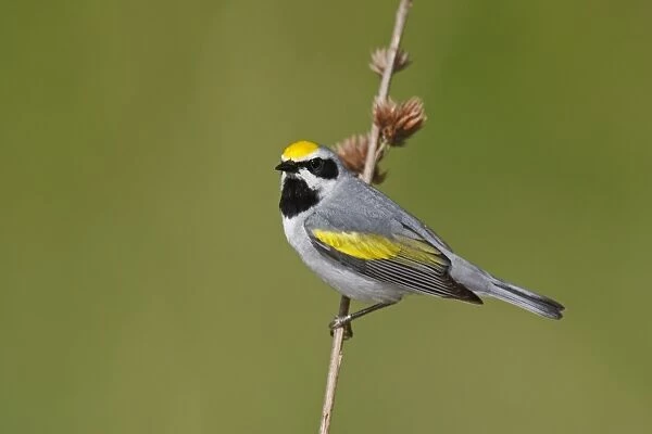 Golden-winged Warbler Connecticut, USA