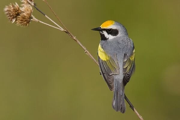 Golden-winged Warbler Connecticut USA