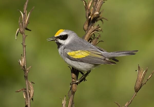 Golden-winged Warbler - Connecticut - USA