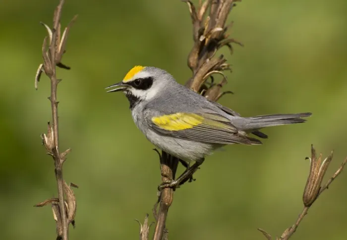 Framed Print : Golden-winged Warbler - Connecticut - USA Framed Print : Golden-winged Warbler - Connecticut - USA