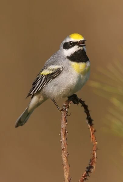 Golden-winged Warbler - This individual is probably impure and has a tint of Blue-winged warbler blood in it. The gold wingbars are washed out. Connecticut, USA