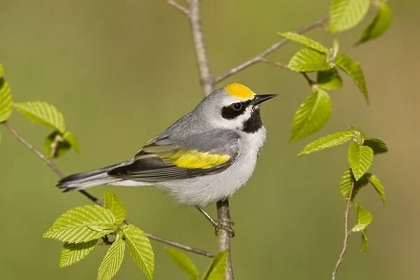 Golden-winged Warbler - Perched on branch - Connecticut USA - May