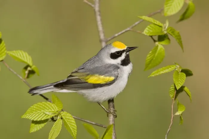 Framed Print : Golden-winged Warbler - Perched on branch - Connecticut USA - May Framed Print : Golden-winged Warbler - Perched on branch - Connecticut USA - May