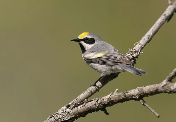 Golden-winged Warbler - Probably an impure bird with some Blue-winged Warbler blood in it. Connecticut, USA