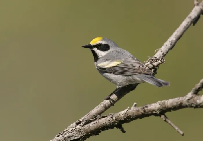 Framed Print : Golden-winged Warbler - Probably an impure bird with some Blue-winged Warbler blood in it. Connecticut, USA Framed Print : Golden-winged Warbler - Probably an impure bird with some Blue-winged Warbler blood in it. Connecticut, USA