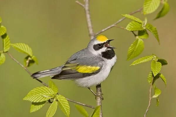 Golden-winged Warbler - Singing from branch - Connecticut USA - May