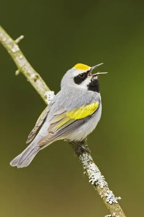 Framed Print : Golden-winged Warbler - Singing from branch - Connecticut USA - May Framed Print : Golden-winged Warbler - Singing from branch - Connecticut USA - May