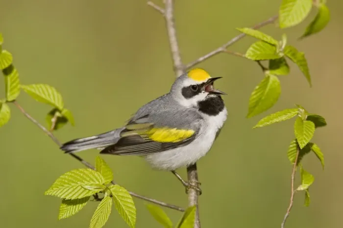 Framed Print : Golden-winged Warbler - Singing from branch - Connecticut USA - May Framed Print : Golden-winged Warbler - Singing from branch - Connecticut USA - May
