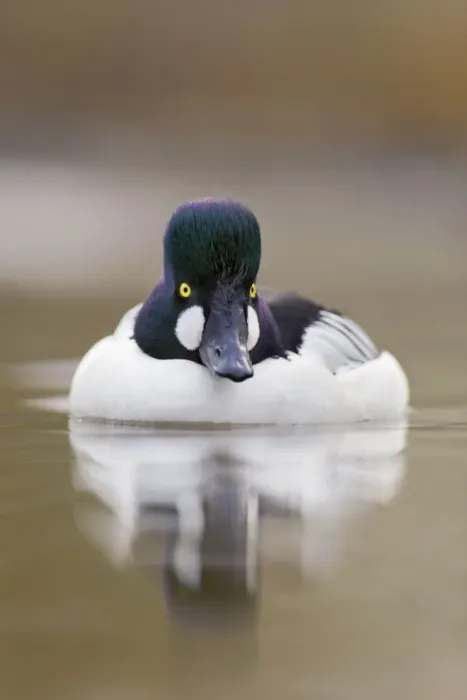 Framed Print : Goldeneye - drake in winter - UK Framed Print : Goldeneye - drake in winter - UK