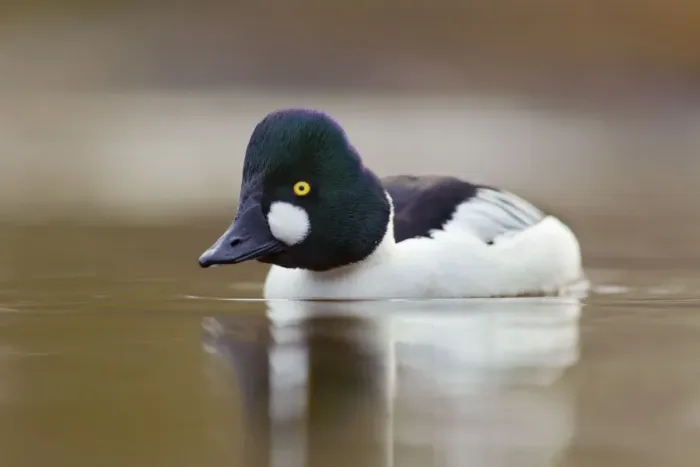 Framed Print : Goldeneye - drake in winter - UK