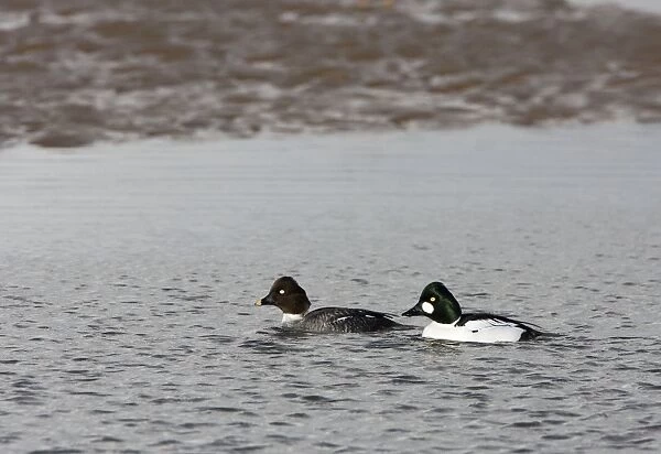 Goldeneye -male and female swimming in shallow water - February - North Norfolk - UK