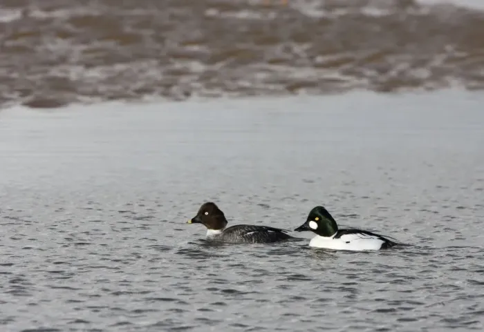 Framed Print : Goldeneye -male and female swimming in shallow water - February - North Norfolk - UK Framed Print : Goldeneye -male and female swimming in shallow water - February - North Norfolk - UK