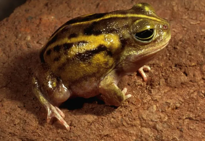 Framed Print : Goldfields bullfrog Framed Print : Goldfields bullfrog