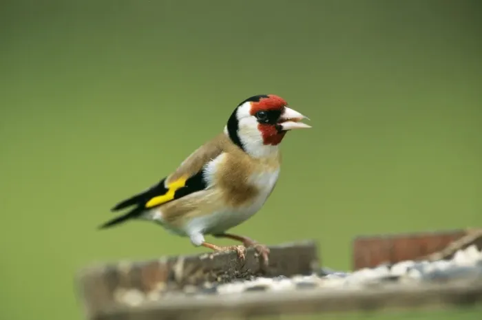 Framed Print : Goldfinch. JD-15493. GOLDFINCH - at bird table Framed Print : Goldfinch. JD-15493. GOLDFINCH - at bird table