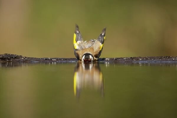 Goldfinch - Bathing in forest pool Carduelis carduelis Hungary BI015883