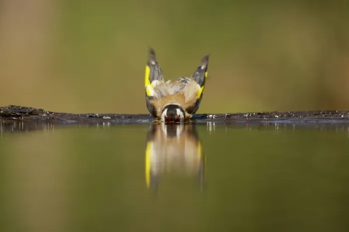 Framed Print : Goldfinch - Bathing in forest pool Carduelis carduelis Hungary BI015883 Framed Print : Goldfinch - Bathing in forest pool Carduelis carduelis Hungary BI015883