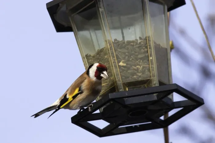 Framed Print : Goldfinch - at birdfeeder. Alsace - France Framed Print : Goldfinch - at birdfeeder. Alsace - France