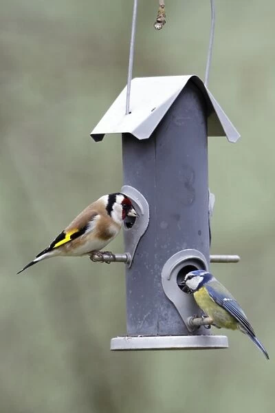 Goldfinch and Blue Tit - (Parus caeruleus), feeding on seed station, Lower Saxony, Germany