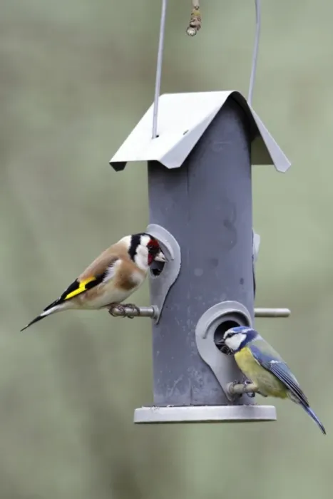 Framed Print : Goldfinch and Blue Tit - (Parus caeruleus), feeding on seed station, Lower Saxony, Germany Framed Print : Goldfinch and Blue Tit - (Parus caeruleus), feeding on seed station, Lower Saxony, Germany