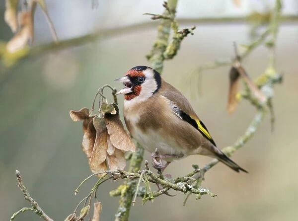 Goldfinch - Calling in maple tree side view Bedfordshire, UK
