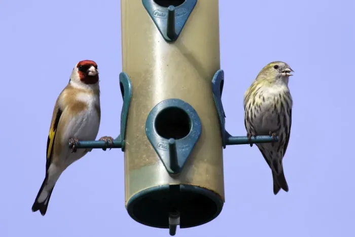 Framed Print : Goldfinch (Carduelis carduelis) and Serin (Serinus serinus) - at birdfeeder. Alsace - France Framed Print : Goldfinch (Carduelis carduelis) and Serin (Serinus serinus) - at birdfeeder. Alsace - France