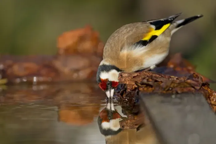 Framed Print : Goldfinch - drinking at pond - Cornwall - UK