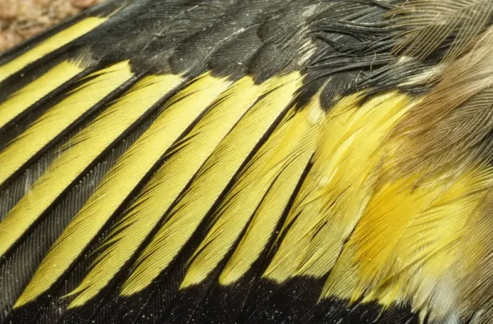 Framed Print : Goldfinch - feathers on wing Framed Print : Goldfinch - feathers on wing