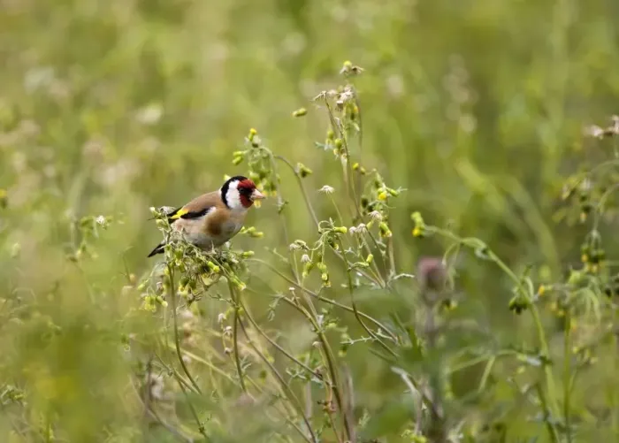 Framed Print : Goldfinch - feeding on Groundsel in uncultivated field - May - Breckland - Noroflk - UK Framed Print : Goldfinch - feeding on Groundsel in uncultivated field - May - Breckland - Noroflk - UK