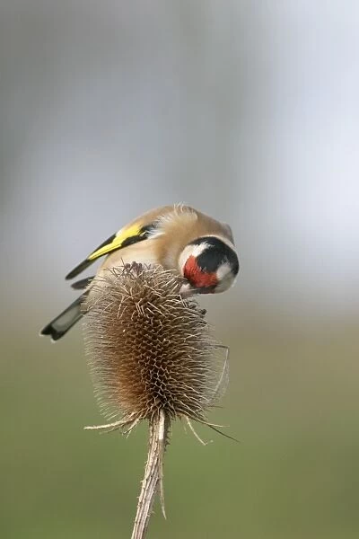 Goldfinch - Feeding on teasel side view Bedfordshire, UK