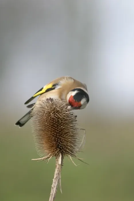 Framed Print : Goldfinch - Feeding on teasel side view Bedfordshire, UK Framed Print : Goldfinch - Feeding on teasel side view Bedfordshire, UK