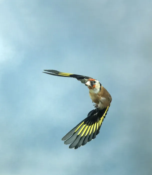 Framed Print : Goldfinch Female In flight Framed Print : Goldfinch Female In flight