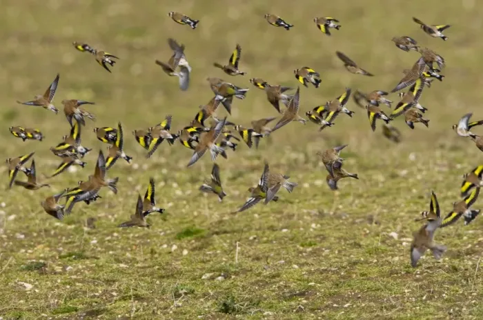 Framed Print : Goldfinch - flying in small flock - showing yellow wing bars with a few Linnet's over uncultivated field - March - Breckland - Norfolk - UK Framed Print : Goldfinch - flying in small flock - showing yellow wing bars with a few Linnet's over uncultivated field - March - Breckland - Norfolk - UK