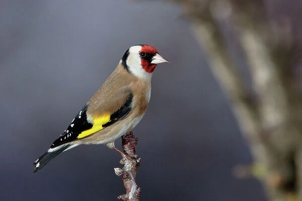 Goldfinch. France