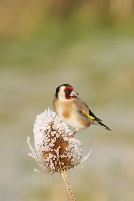 Framed Print : Goldfinch - On frozen teasel side view Bedfordshire, UK Framed Print : Goldfinch - On frozen teasel side view Bedfordshire, UK