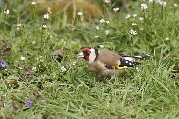Goldfinch - On ground in plants side view Bedfordshire UK 1637