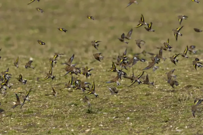 Framed Print : Goldfinch and Linnet - mixed flock flying over uncultivated field - Gooderstone - Norfolk - UK