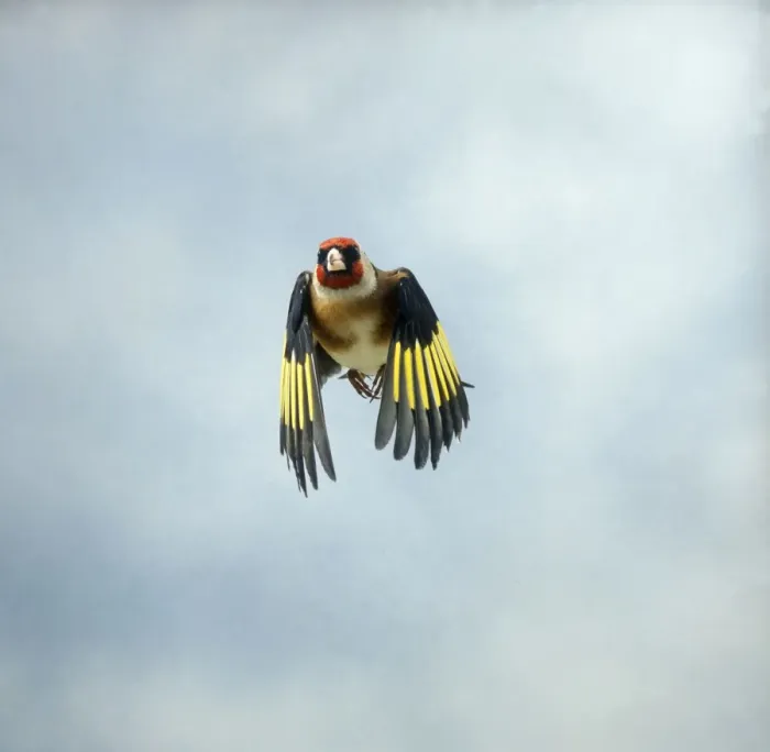 Framed Print : Goldfinch Male in flight head on Bedfordshire, UK Framed Print : Goldfinch Male in flight head on Bedfordshire, UK