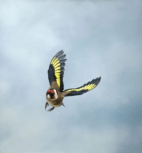 Goldfinch Male in flight turning head on wings up UK