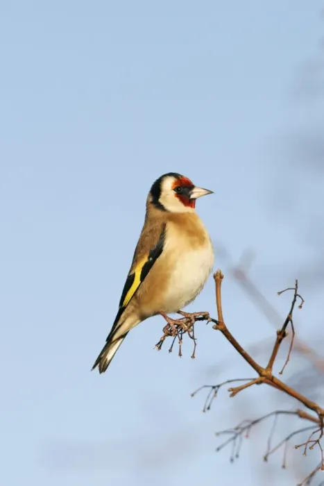 Framed Print : Goldfinch - On maple twig side view blue sky Bedfordshire, UK Framed Print : Goldfinch - On maple twig side view blue sky Bedfordshire, UK